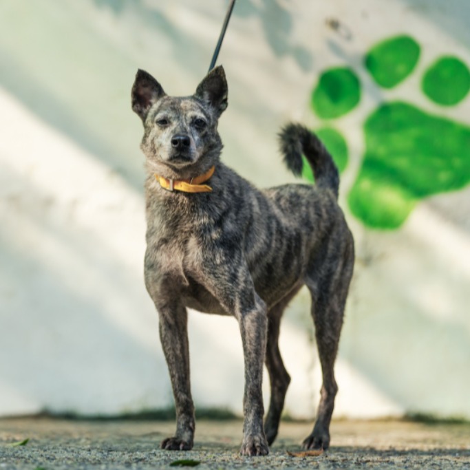 Tabby adult female mixed-breed dog, Medium, shelter no. …1505. The whole animal.