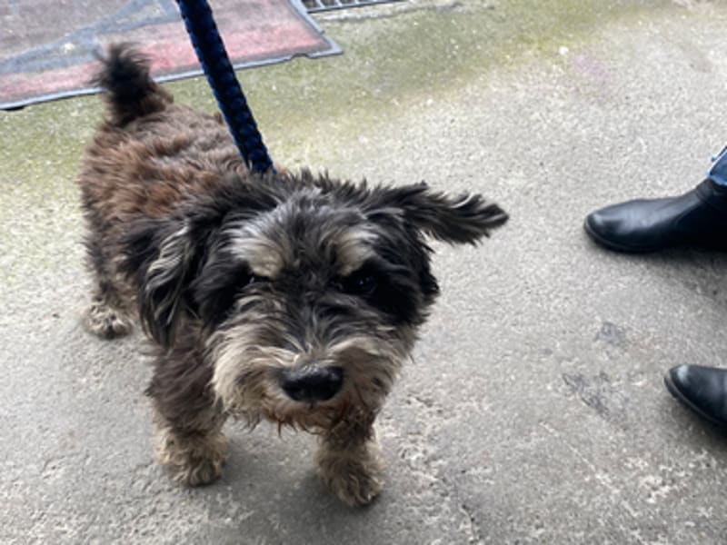 Schnauzer miniatura macho adulto (negro y gris), Pequeño, refugio n.º …0202. Todo el animal.