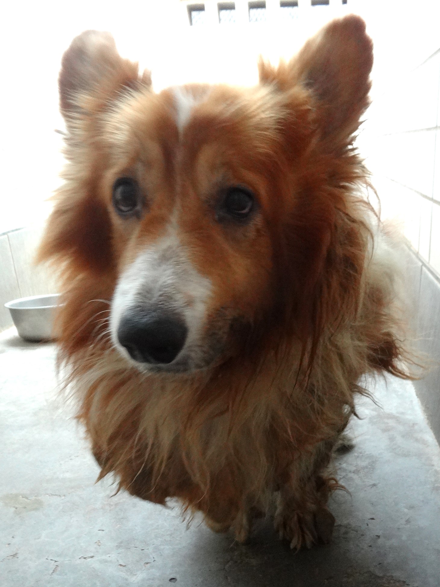 Welsh Corgi mâle adulte (fauve et blanc), Moyen, refuge n° …1258. Plus près du visage.
