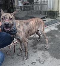 Tabby adult female mixed-breed dog, Medium, shelter no. …3006