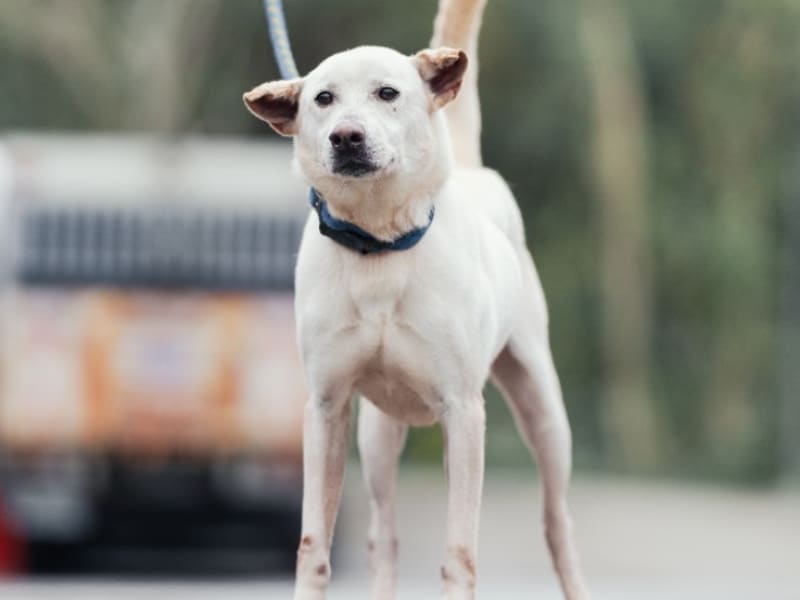 Perro mestizo macho adulto (blanco), Mediano, refugio n.º …6001. Todo el animal.