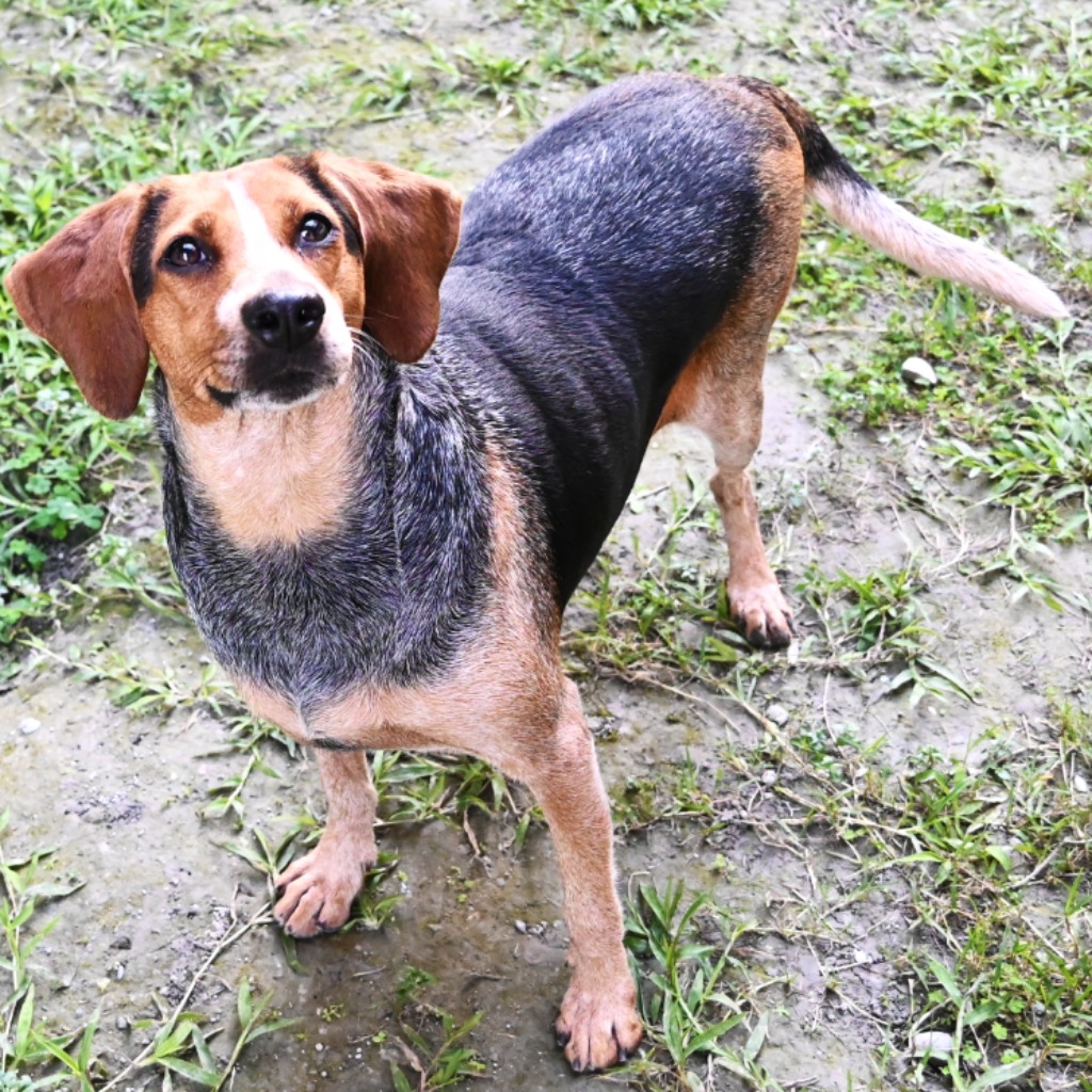 Perra mestiza hembra adulta (marrón y negro), Mediano, refugio n.º …9003. Todo el animal.