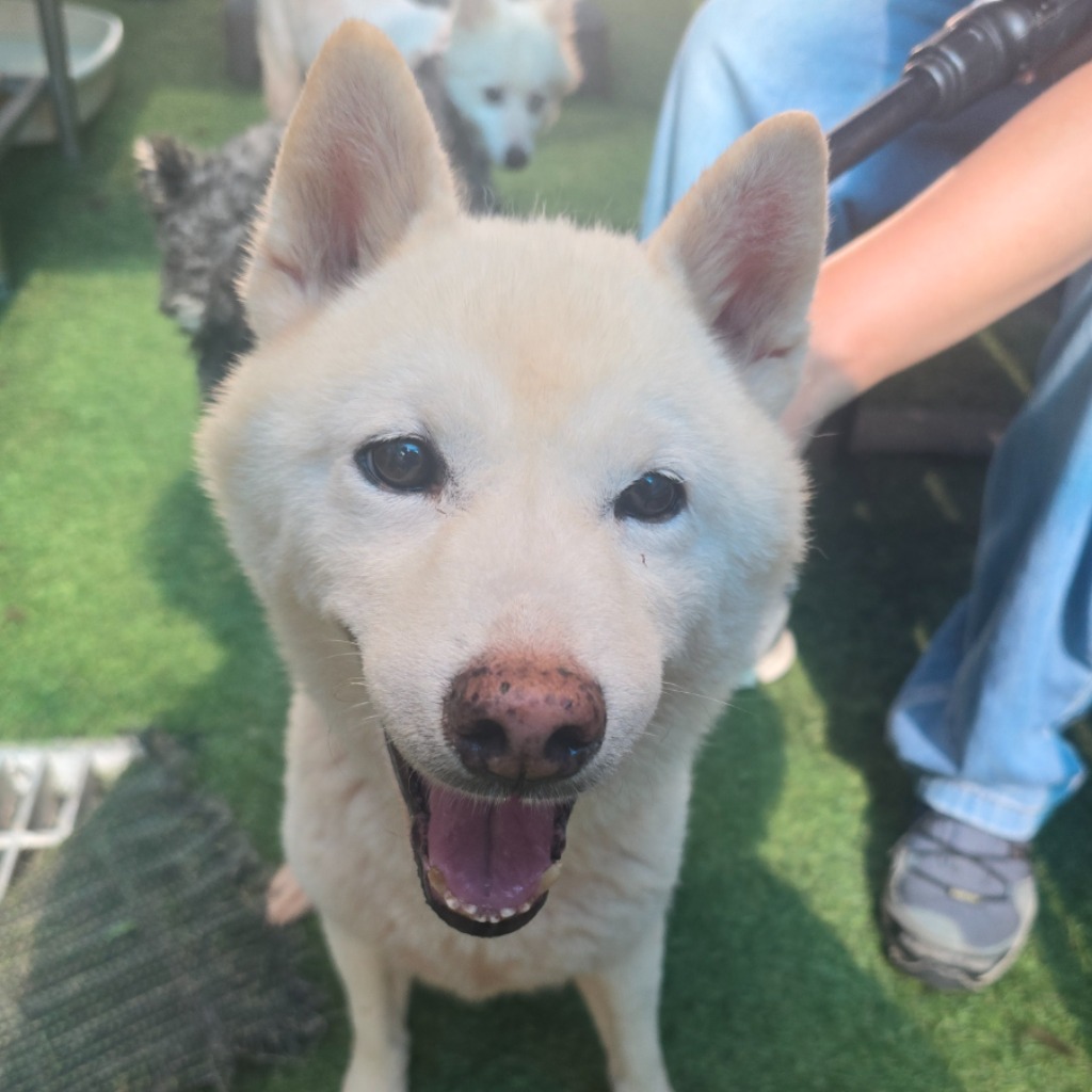 Shiba Inu (Đực, Trưởng thành, trắng), Vừa, số trại …4-01. Cận cảnh khuôn mặt.
