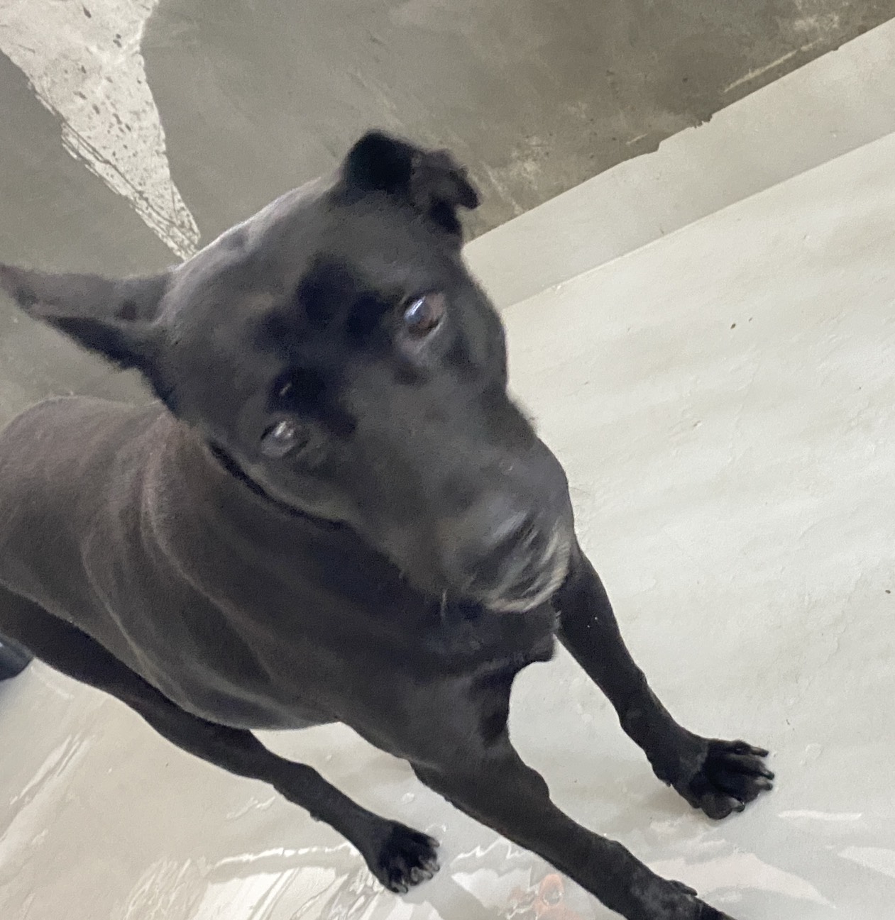 ミックス犬(メス・成犬・黒)、大型, 施設番号 …3001