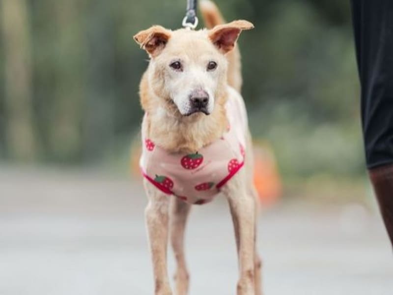 黃色成年公混種犬,中型, 收容編號 …8002. 完整的毛孩。