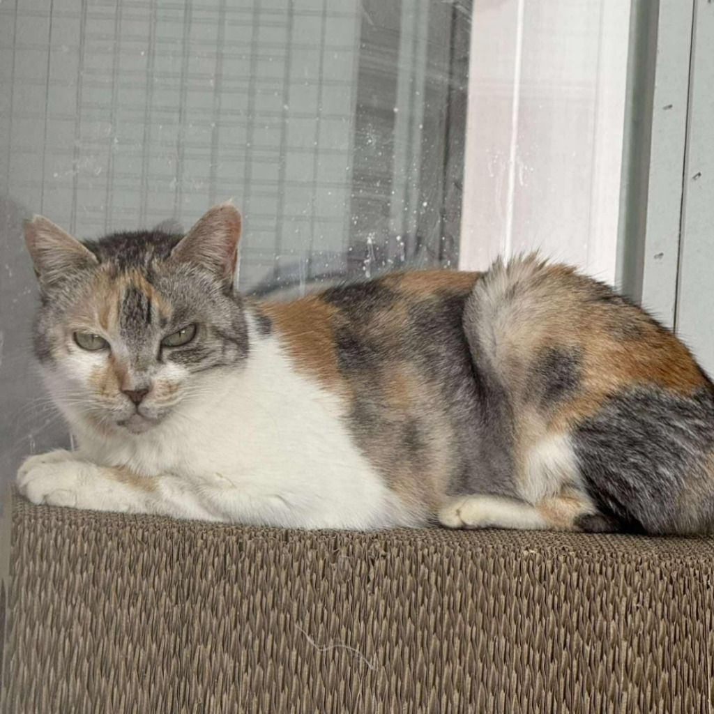 Patched adult female mixed-breed cat, Large, shelter no. …1001. The whole animal.