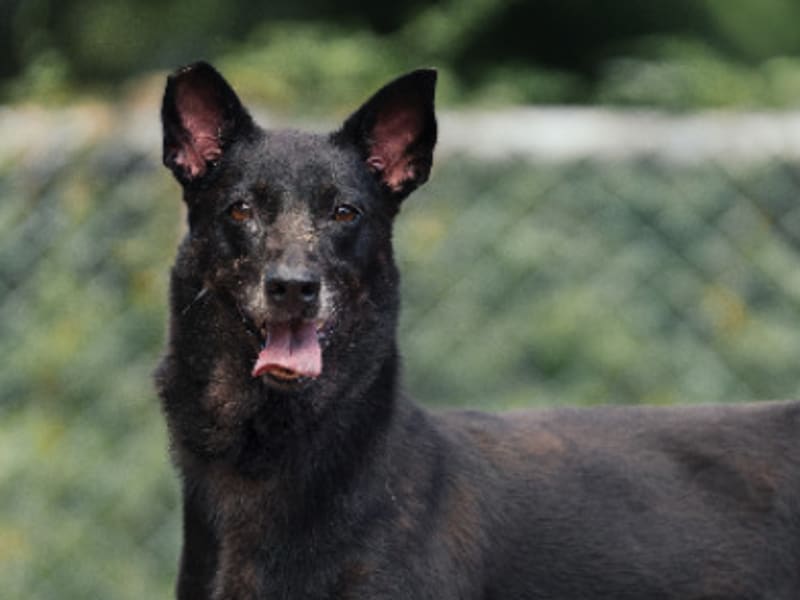 ミックス犬（メス・成犬・黒）、中型, 施設番号 …2102. 顔のアップです。