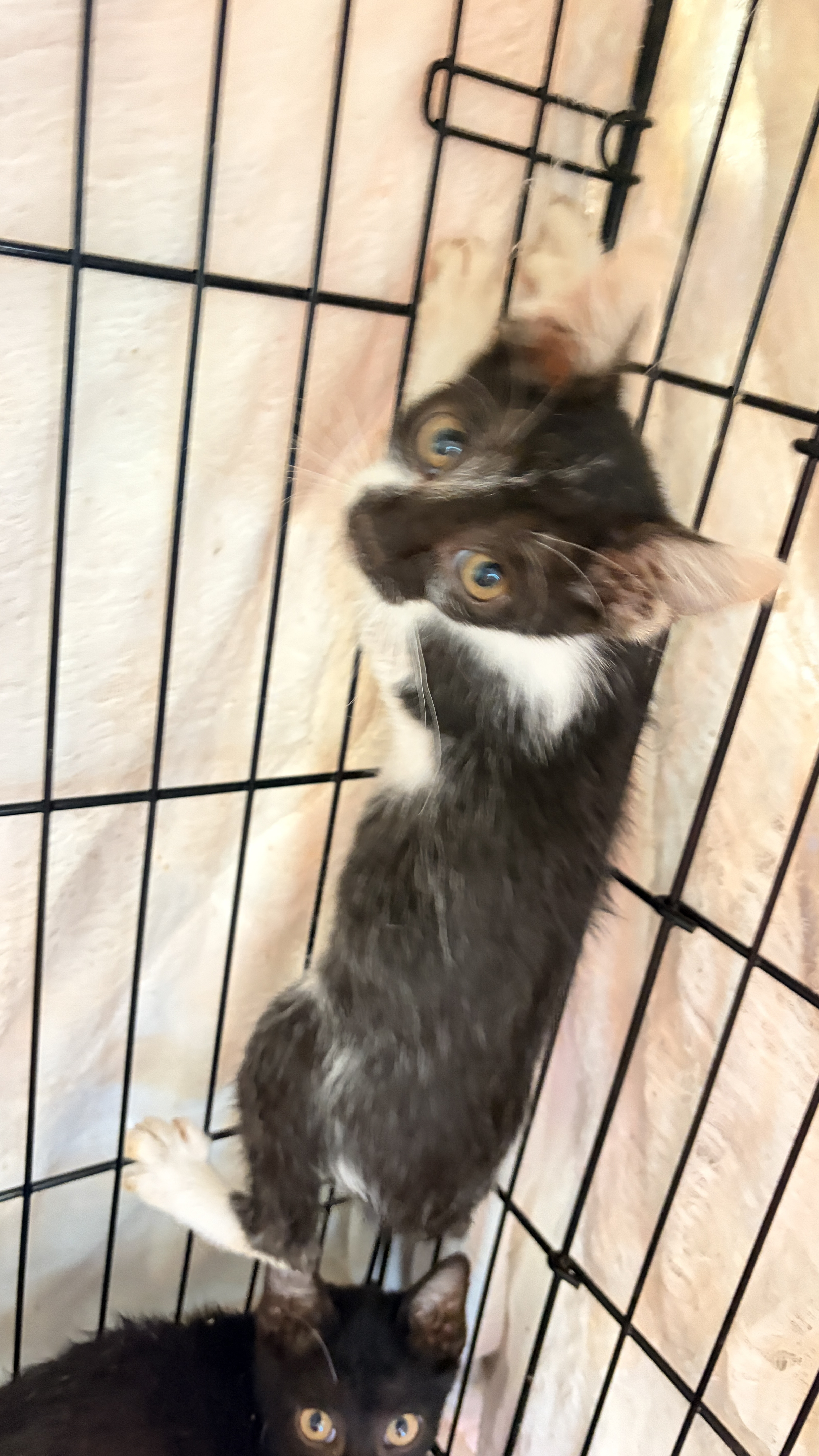 Gato mestizo joven (negro y blanco), Pequeño, refugio n.º …0004. Más cerca de la cara.