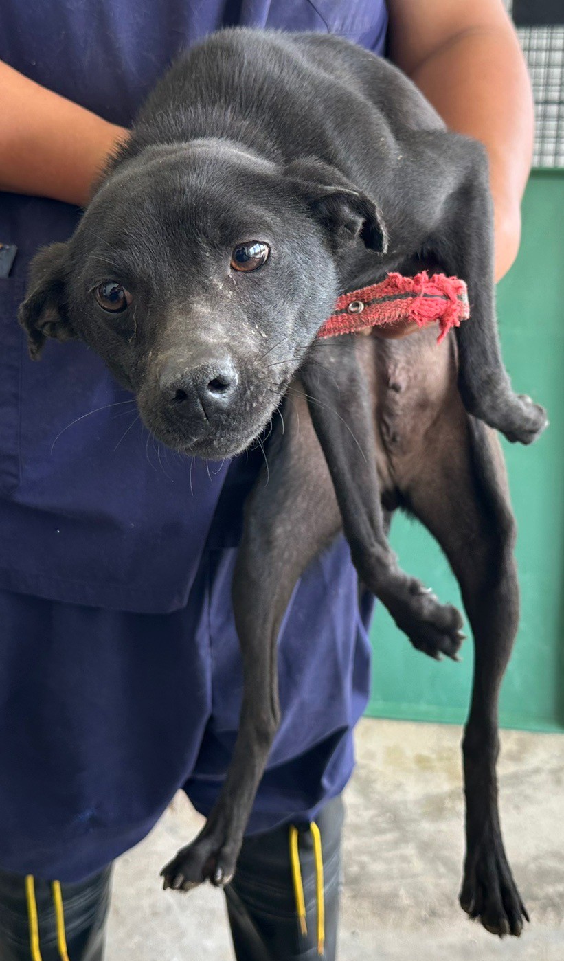 Black adult female mixed-breed dog, Medium, shelter no. …5007