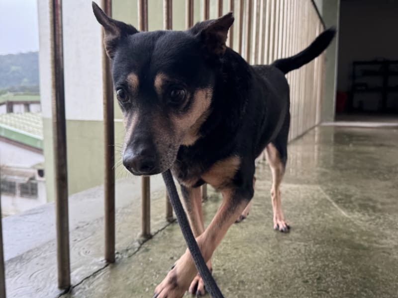 ミックス犬(オス・成犬・黒と茶)、中型, 施設番号 …1001. 全身です。