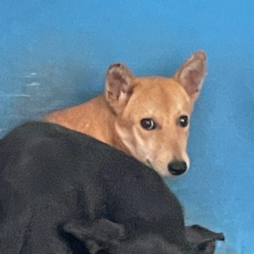 Chienne croisée femelle adulte (fauve), Grand, refuge n° …1003. Plus près du visage.
