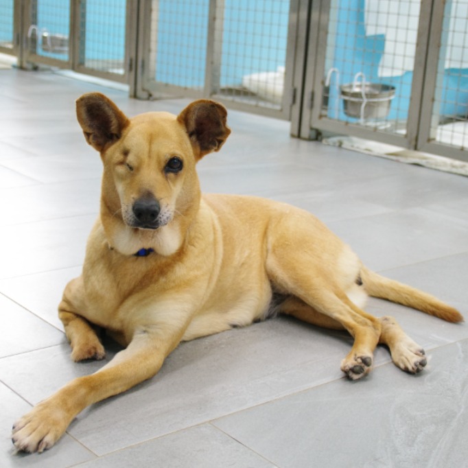 Tan adult female mixed-breed dog, Medium, shelter no. …9001. Closer on the face.