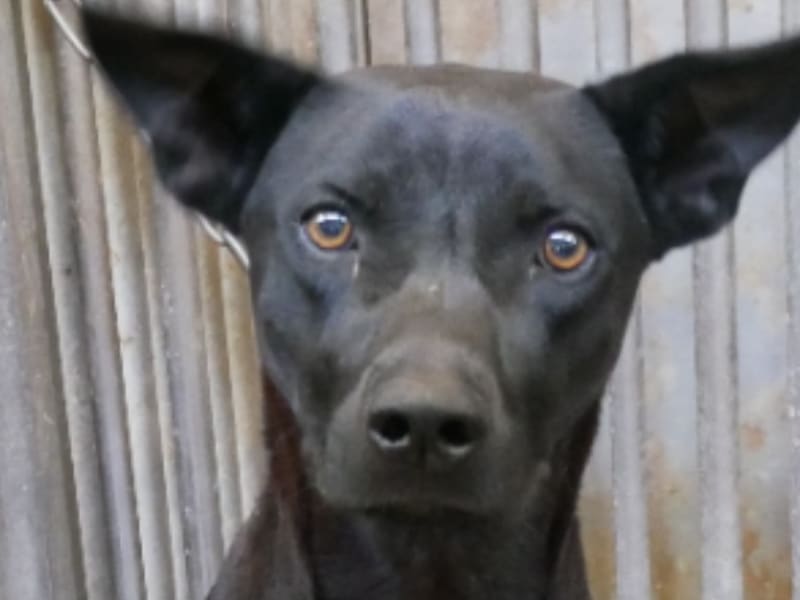 ミックス犬(オス・成犬・黒)、中型, 施設番号 …4-05. 顔のアップです。