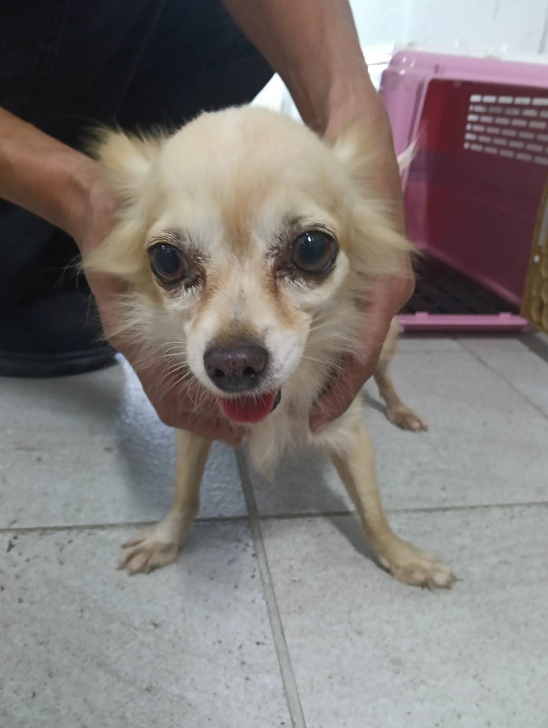 White adult female Chihuahua, Small, shelter no. …9001