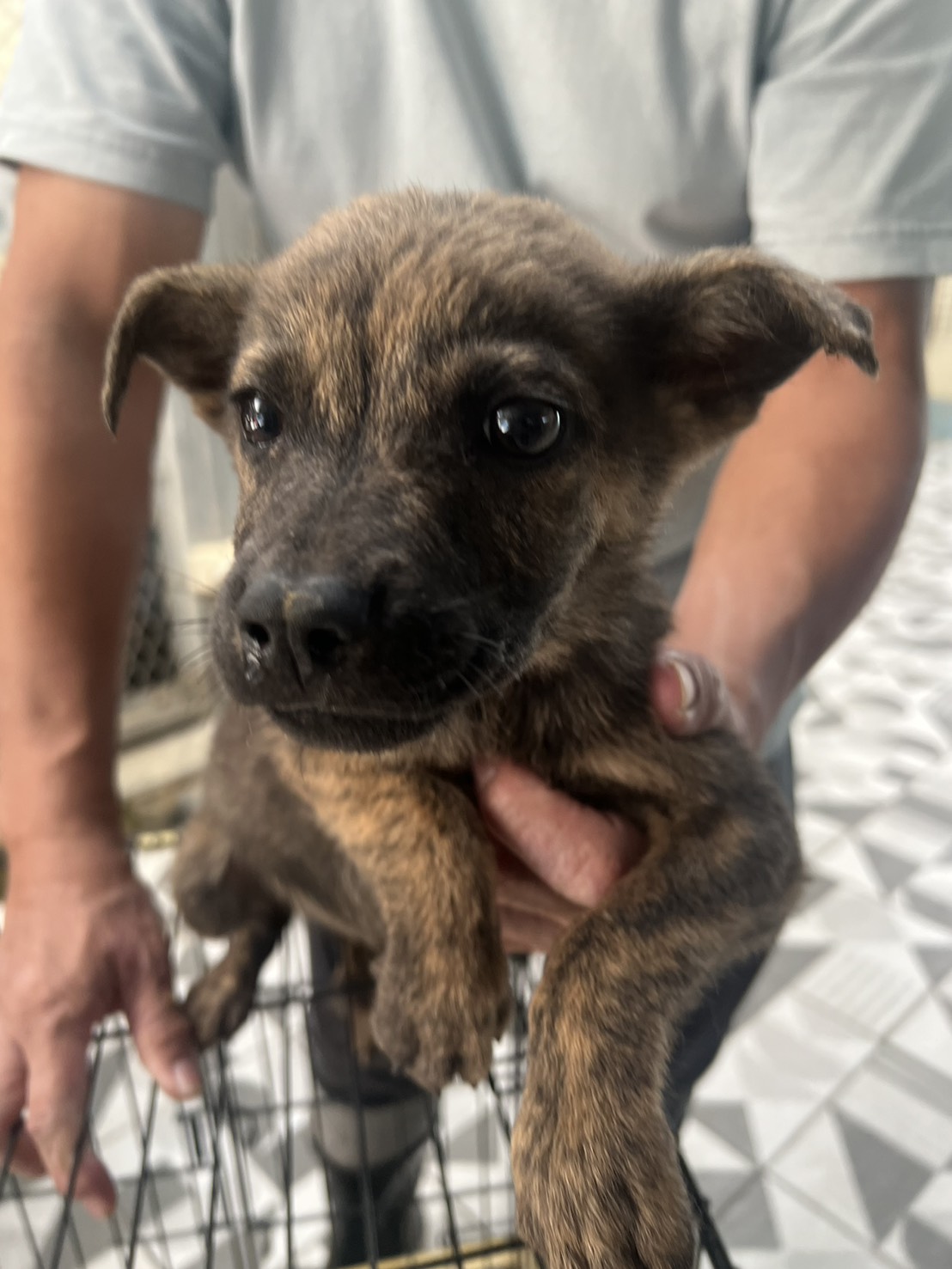 ミックス犬(オス・若い・トラ)、小型, 施設番号 …7027. 顔のアップです。