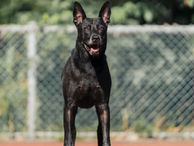 Black adult male mixed-breed dog, Medium, shelter no. …2803. The whole animal.