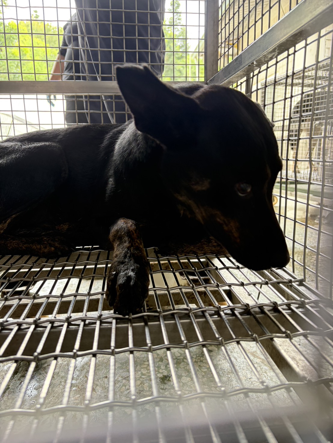 ミックス犬(オス・成犬・黒)、中型, 施設番号 …2-09. 顔のアップです。