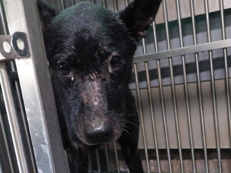 Black adult male mixed-breed dog, Medium, shelter no. …1004. Closer on the face.