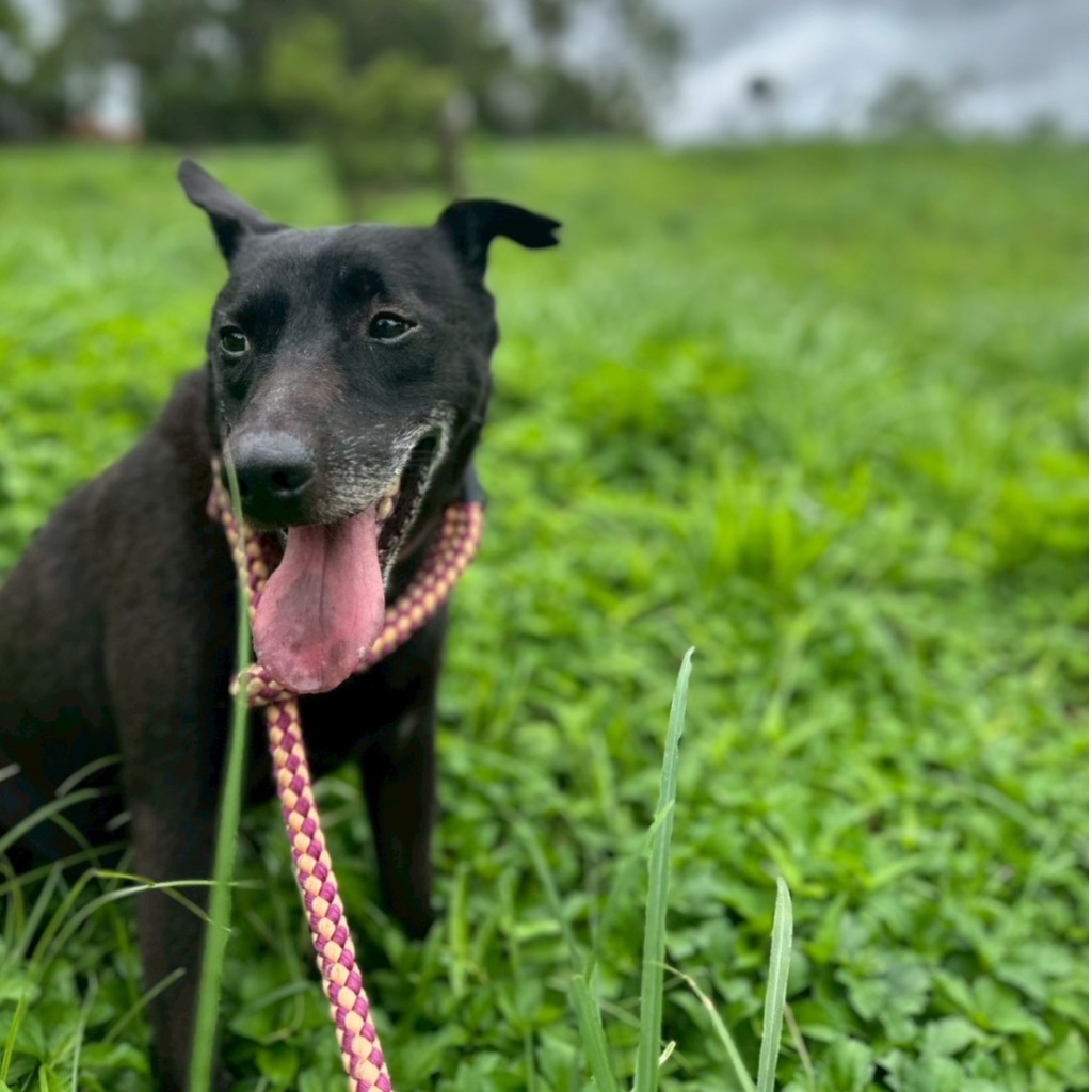 Black adult male mixed-breed dog, Large, shelter no. …1005
