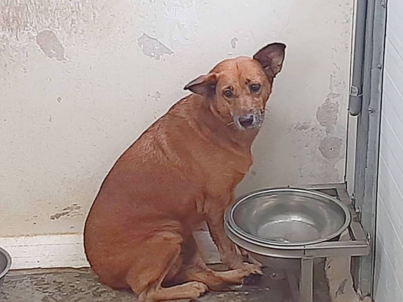 ミックス犬(メス・成犬・茶)、中型, 施設番号 …3001. 全身です。