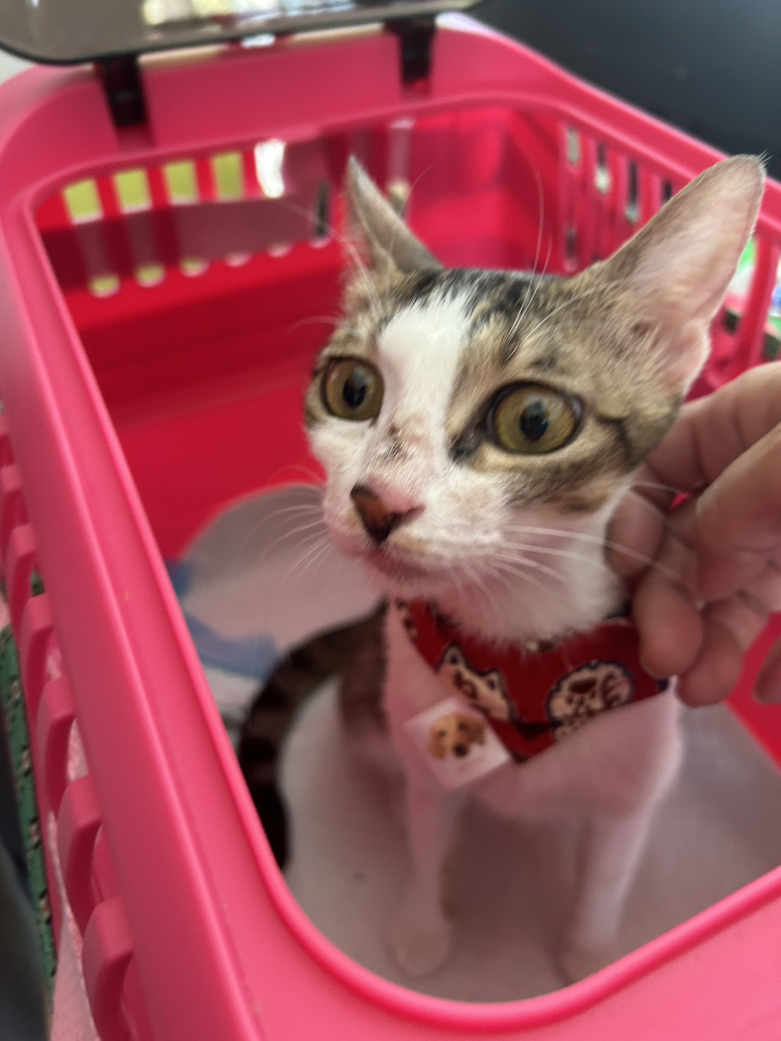 Tabby-and-white adult female mixed-breed cat, Medium, shelter no. …7006. Closer on the face.