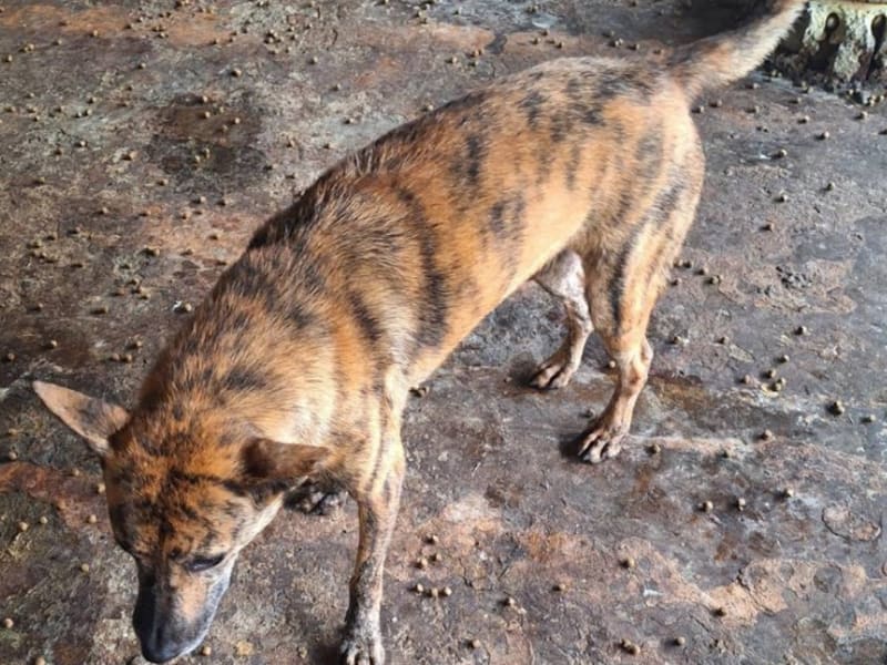 Perra mestiza hembra adulta (negro y canela), Mediano, refugio n.º …017D. Todo el animal.