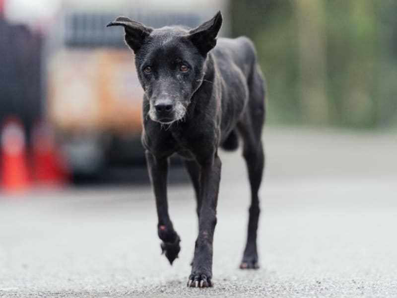 黑色成年母混种犬,中型, 收容编号 …2509. 完整的宠物。
