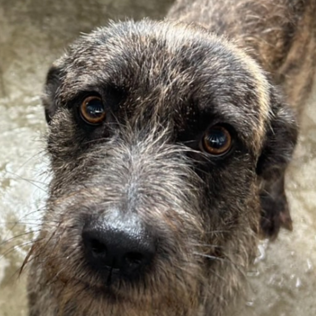 ミックス犬（オス・成犬・トラ）、大型, 施設番号 …9024. 顔のアップです。