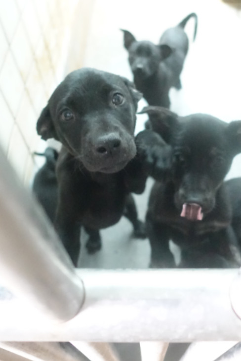 Perro mestizo joven (negro), Pequeño, refugio n.º …0372. Más cerca de la cara.