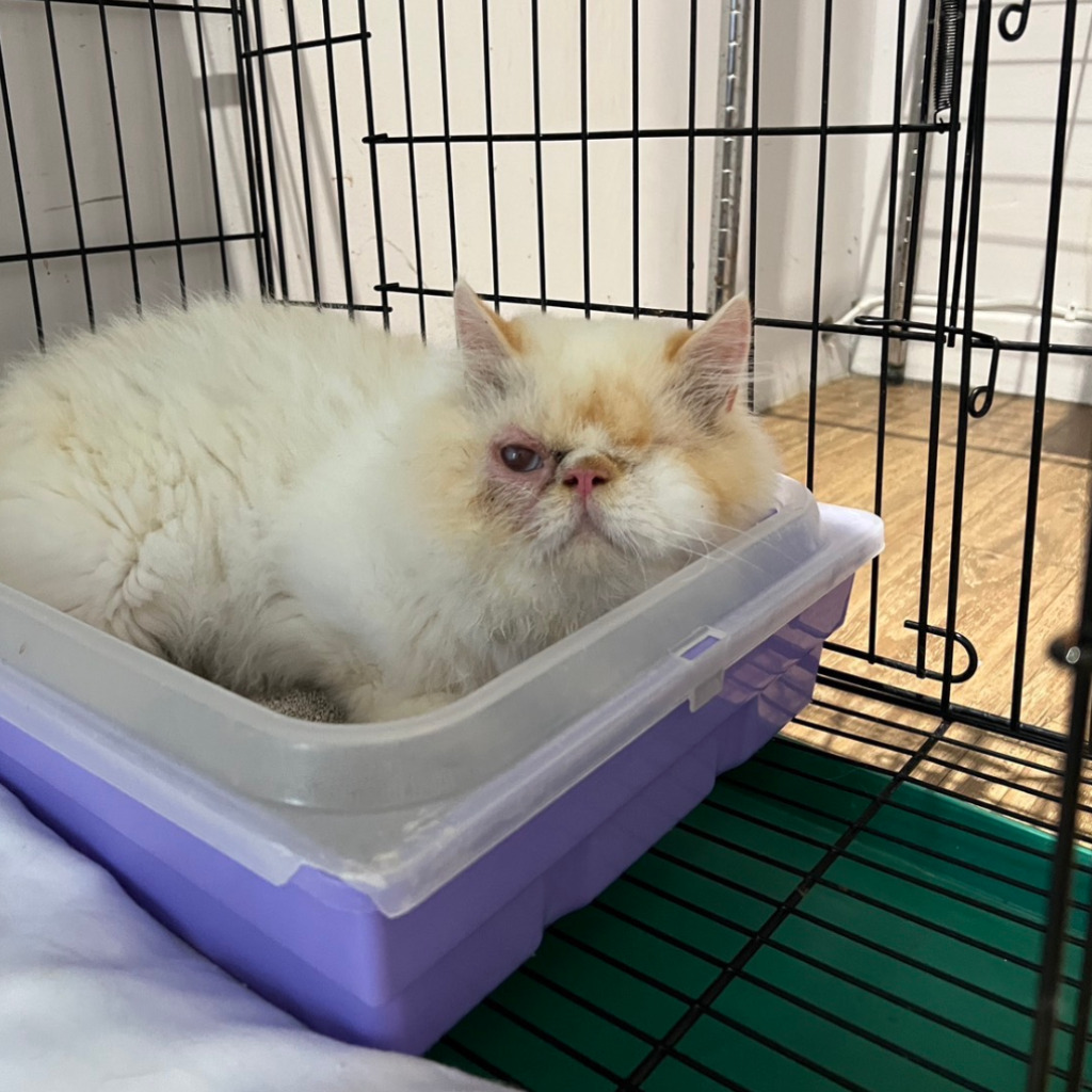 persian (Lalaki, Matanda na, puti), Maliit, blg. ng shelter …7002. Ang buong hayop.