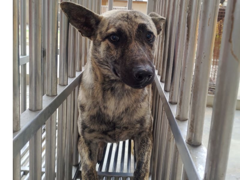 Tabby adult male mixed-breed dog, Large, shelter no. …7044. The whole animal.