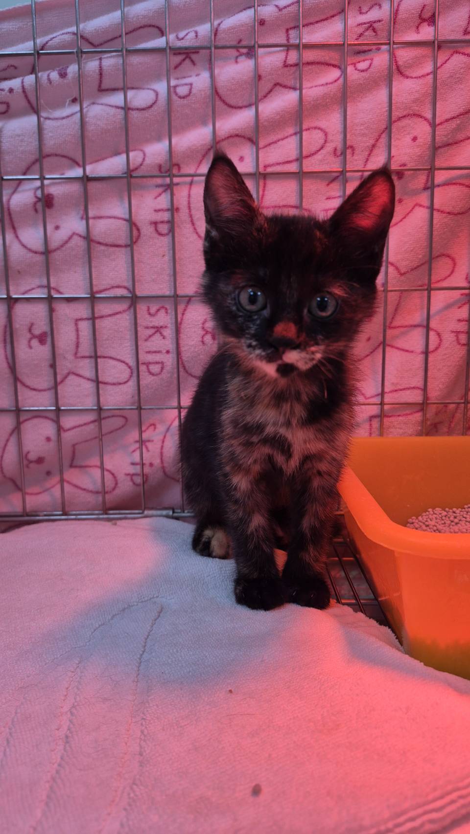 Gata mestiza hembra joven, Pequeño, refugio n.º …3006. Más cerca de la cara.