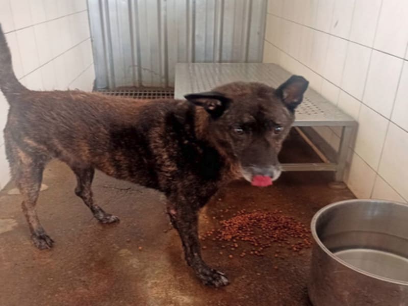 Perro mestizo macho adulto (negro), Mediano, refugio n.º …2502. Todo el animal.