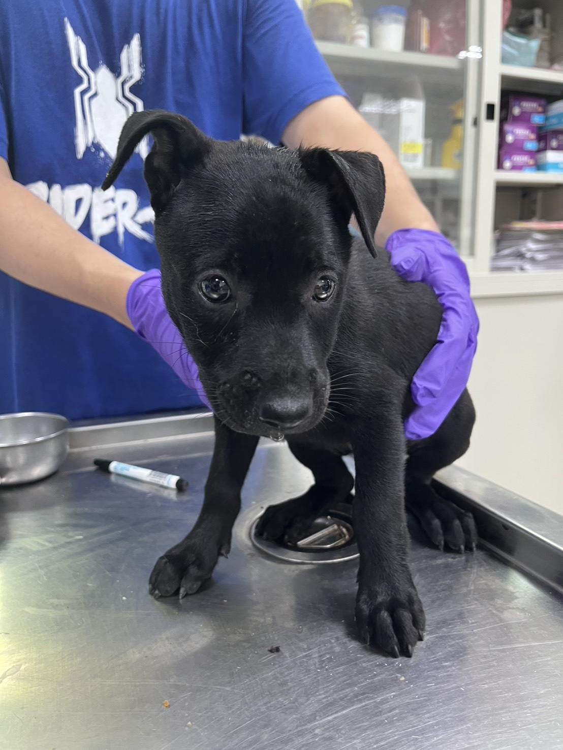Black young female mixed-breed dog, Small, shelter no. …6002