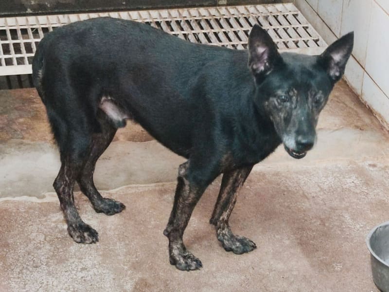 Black-and-tan adult male mixed-breed dog, Medium, shelter no. …2104. The whole animal.
