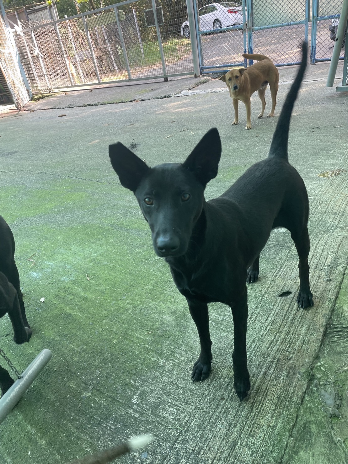 Black adult female mixed-breed dog, Medium, shelter no. …6004