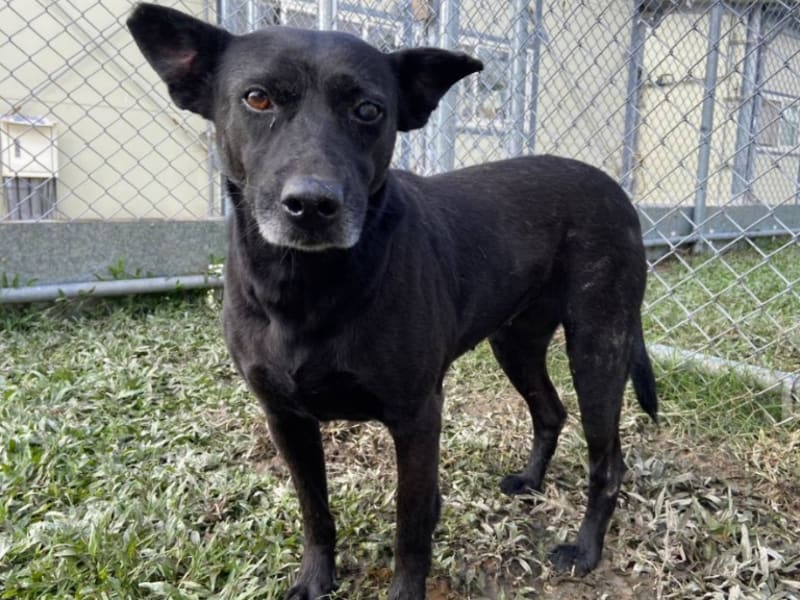 Perra mestiza hembra adulta (negro), Mediano, refugio n.º …2603. Todo el animal.