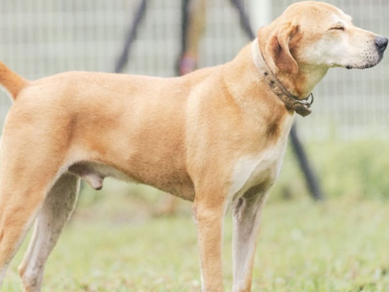 黄色成年公混种犬,大型, 收容编号 …5004. 完整的宠物。