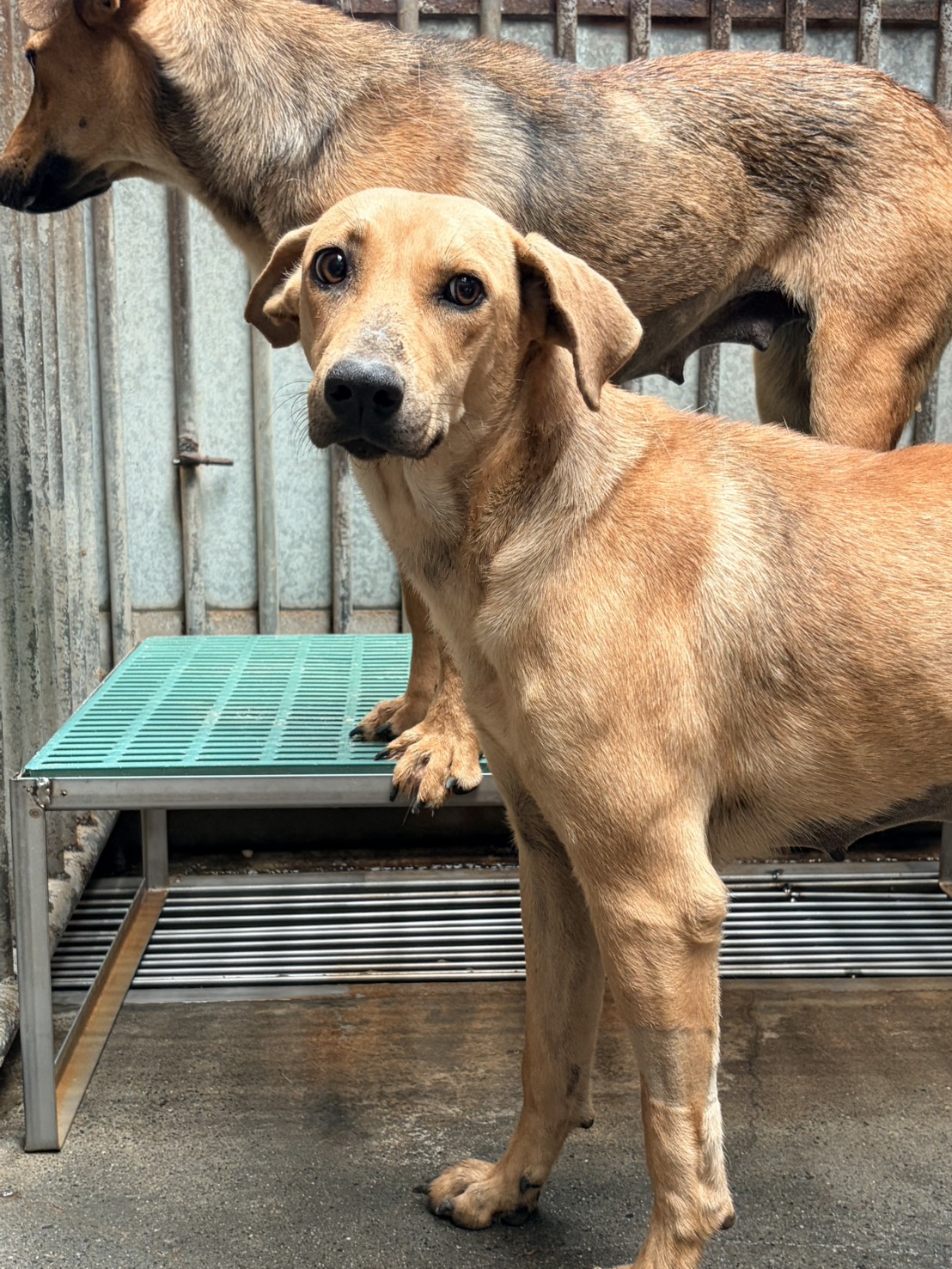 Asong halo ang lahi (Babae, Matanda na, dilaw), Katamtaman, blg. ng shelter …7003. Ang buong hayop.