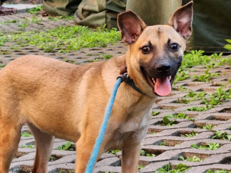 ミックス犬(メス・若い・茶)、小型, 施設番号 …3003. 全身です。