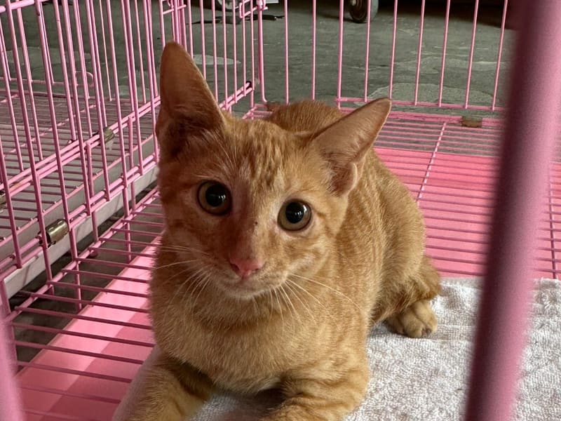 Orange adult female mixed-breed cat, Small, shelter no. …6003. Closer on the face.