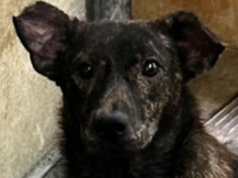 ミックス犬(メス・成犬・トラ)、中型, 施設番号 …7034. 顔のアップです。