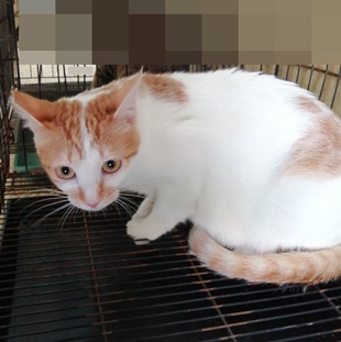 ミックス猫(メス・成猫・茶と白)、小型, 施設番号 …0004. 全身です。