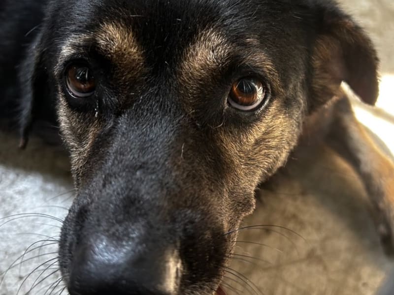 黑黃色成年母混種犬,大型, 收容編號 …6024. 臉部特寫。