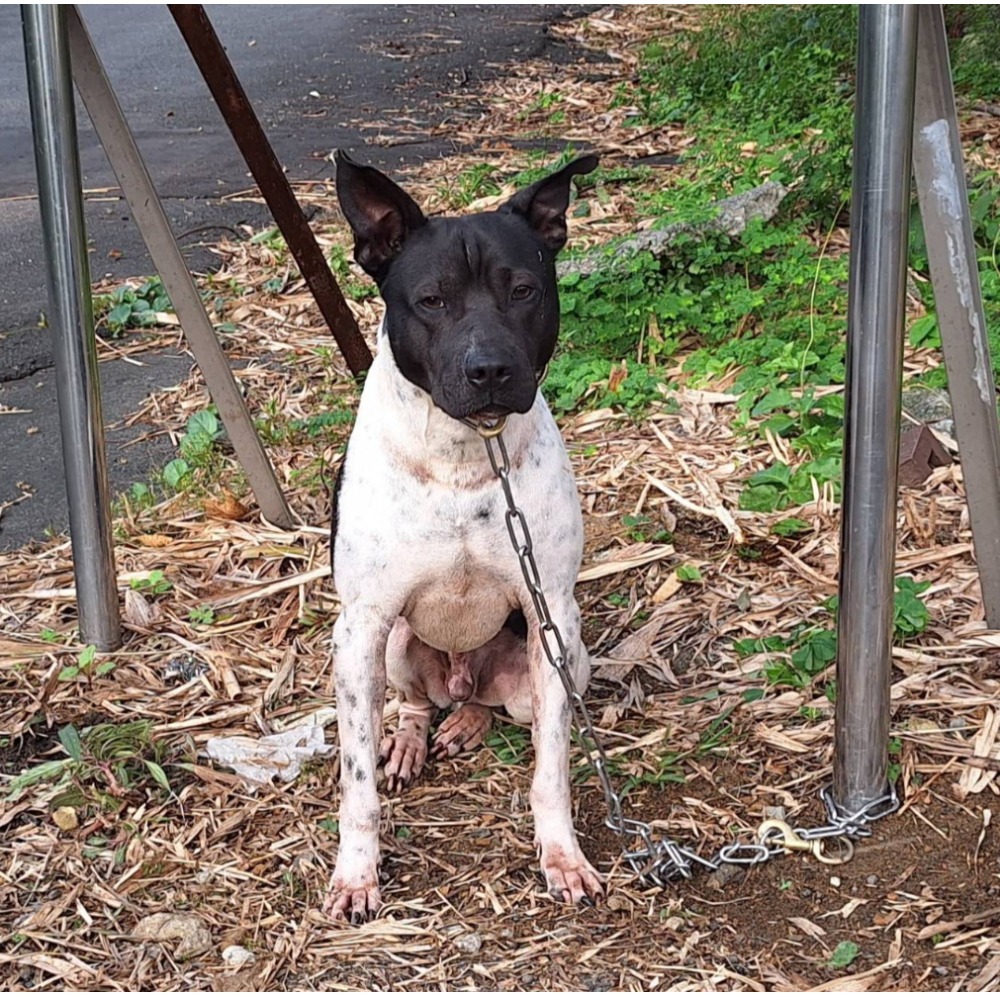 Black-and-white adult male mixed-breed dog, Medium, shelter no. …4001. The whole animal.