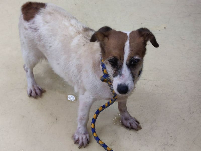 Tan-and-white adult female Jack Russell Terrier, Small, shelter no. …4004. The whole animal.