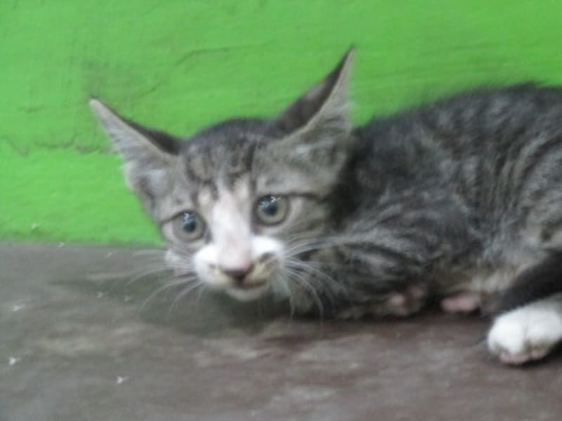 Chatte croisée femelle jeune (tigré), Petit, refuge n° …25C1. Plus près du visage.