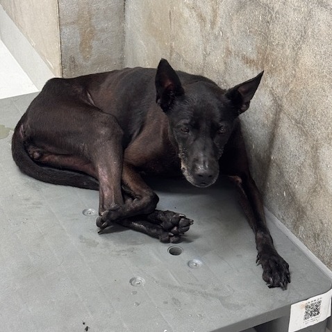 ミックス犬(メス・成犬・黒)、中型, 施設番号 …5002. 全身です。