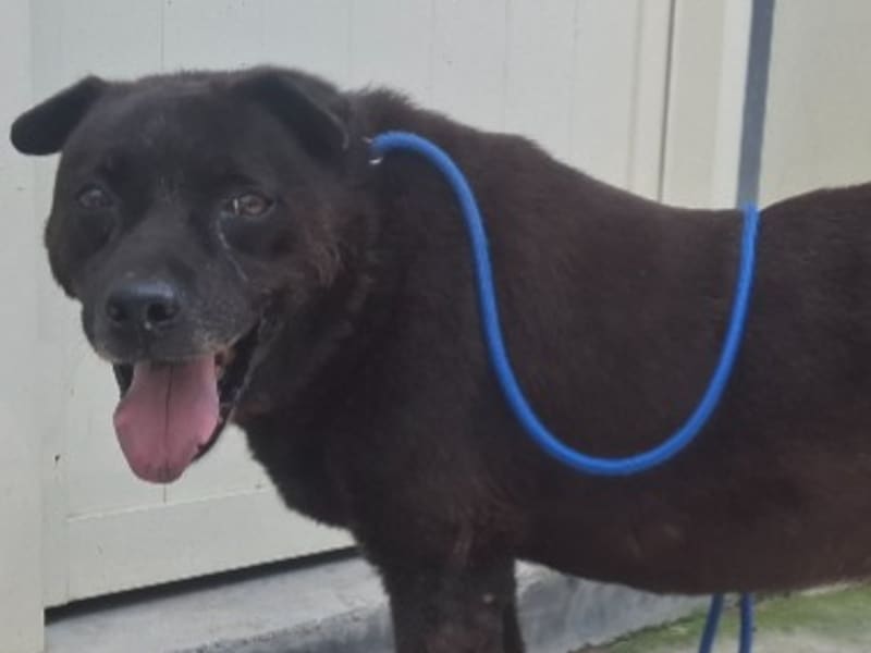 Perro mestizo macho adulto (negro), Grande, refugio n.º …1001. Más cerca de la cara.
