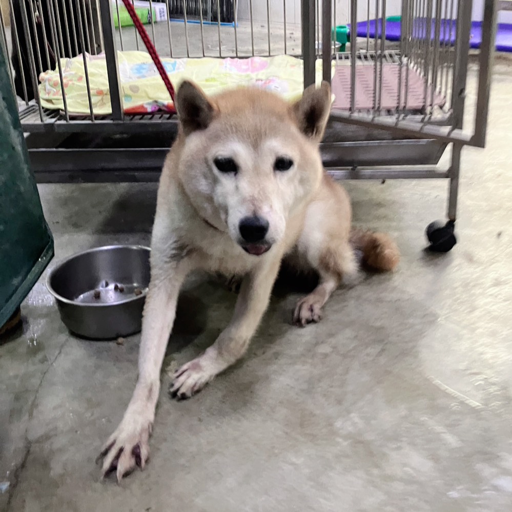 Shiba Inu (Cái, Trưởng thành, vàng), Nhỏ, số trại …2001. Toàn thân.